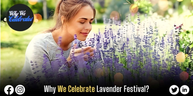 Why We Celebrate Lavender Festival?