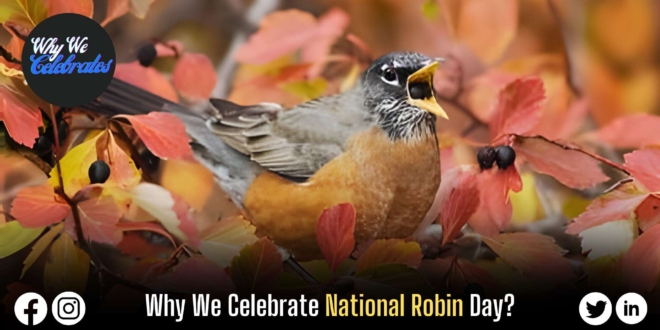 Why We Celebrate National Robin Day?