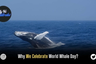 Why We Celebrate World Whale Day?