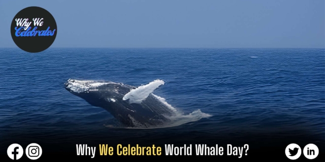 Why We Celebrate World Whale Day?