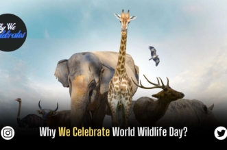 Why We Celebrate World Wildlife Day?