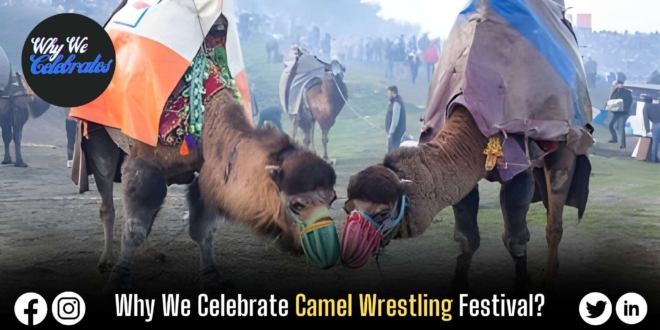 Why We Celebrate Camel Wrestling Festival?