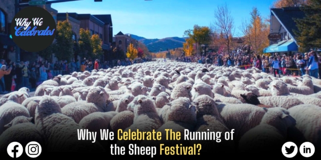 Why We Celebrate The Running of the Sheep Festival?